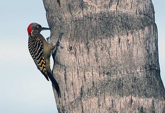 Hispaniolan Woodpecker by Simon Thompson